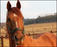 Hobb Alwahtan - Newbury Farm