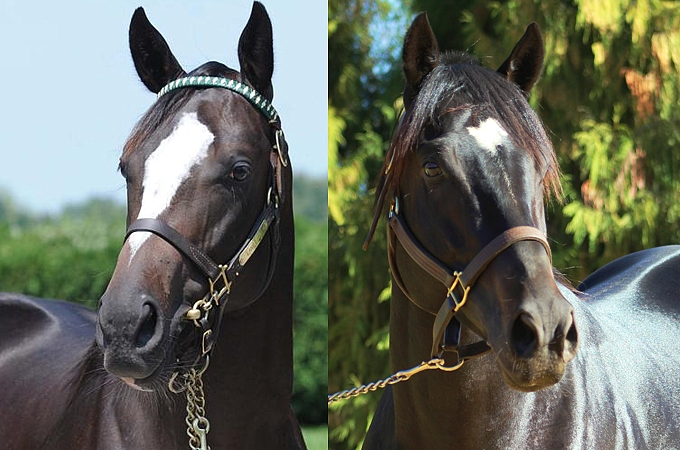 Honor Code and Noble Tune.