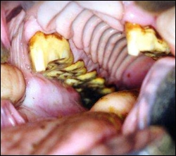 Hooks. Image: Bosch Hoek Equine Hospital