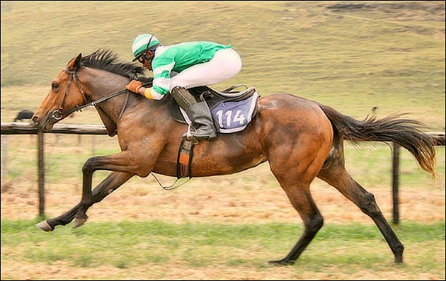 Igugu, at the Ready-To-Run Gallops at Summerhill. Image: Summerhill Stud