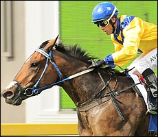 Igugu(AUS), Summerhill Stud. Image: sportingpost.co.za
