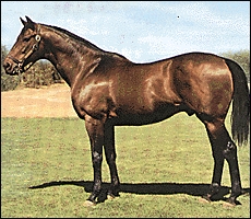 Jungle Cove(USA)