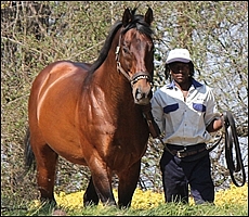 Kahal(GB), Bush Hill Stud. Image: Candiese Marnewick
