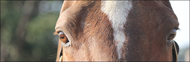 King's Chapel(AUS), at Bush Hill Stud. Image: Candiese Marnewick