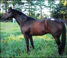 Kildonan. Image: Yellow Star Stud