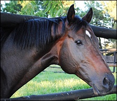 Kildonan. Image: Yellow Star Stud