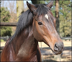 Kildonan, relaxed in his paddock. Image: Candiese Marnewick