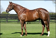 King's Chapel - Bush Hill Stud