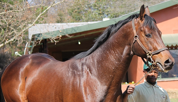 Lion Tamer at the Bush Hill Stallion Day 2012. He has relocated to Yellow Star Stud. Image: Candiese Marnewick