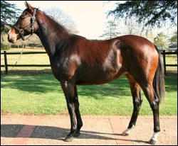 KZN's top priced filly on the second day was Backworth's Maid For War, Lot 70 by A.P. Arrow. She sold for R170 000. Image: Backworth Stud