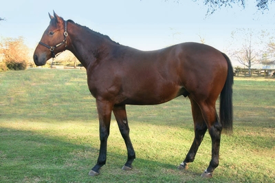 Backworth's King's Chapel colt named Benedictine. Image: Ian Todd