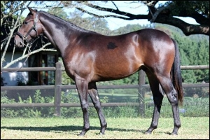 Lot 165, top-priced KZN-bred colt from Roski Stud. Image: Roski Stud