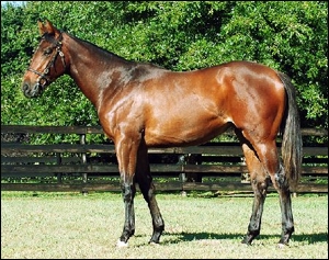 Lot 231, top-priced KZN-bred filly from Summerhill Sales as Agent named Highly Decorated. Image: Summerhill Stud