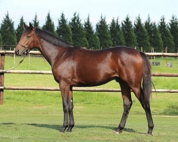 Lot 288 out of Modraj by Machiavellian