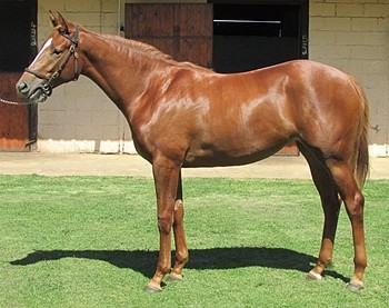 Lot 365, Lady Willow - a Kahal half sister to Dante's Legacy.