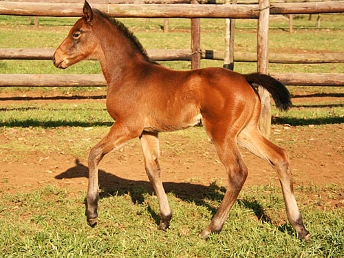 Mambo In Seattle filly. Image: Ian Todd