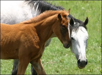 Mare and foal