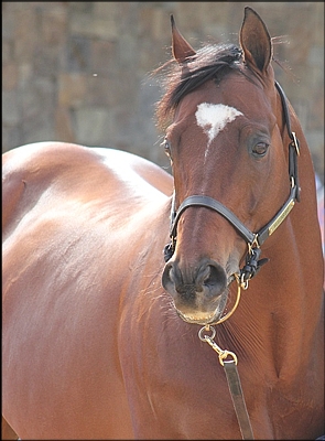 Mullins Bay at the Investec Summerhill Stallion Day. Image: Candiese Marnewick
