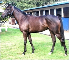 Meet Me Halfway, by Mogok, bred by Spring Valley Stud and trained by Gavin Van Zyl. Image: teamgracing.co.za
