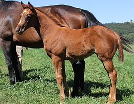 Miesque's Approval - 
Platinum Lass. Image: Candiese Marnewick