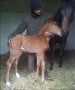 Model K with her filly by Kahal, a full-sister to Mannequin. Photo: Kerry Jack