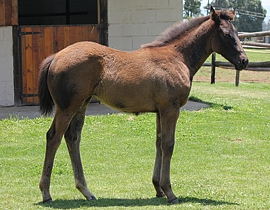 Mogok(USA) - Glenrossal by Anytime(IRE). Image: Candiese Marnewick