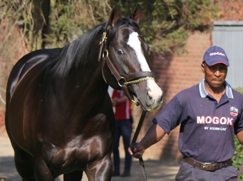 Mogok at Scott Bros. Image: Candiese Marnewick