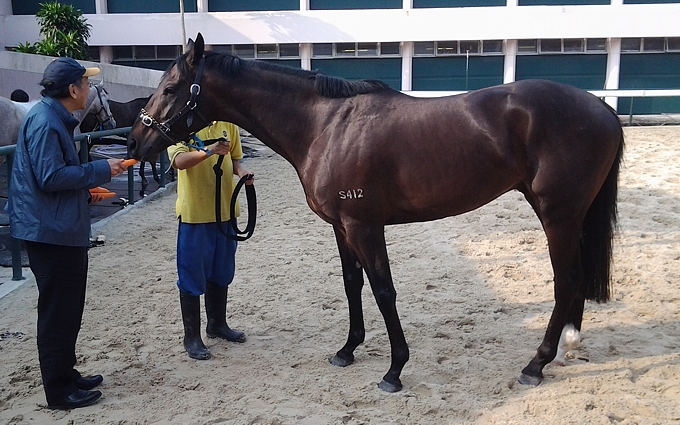 Hong Kong owner Mr Robert Chung feeds his horse Monsieur Mogok a carrot, the day before his run that saw him finish second at Sha Tin. Image: Peter Gibson