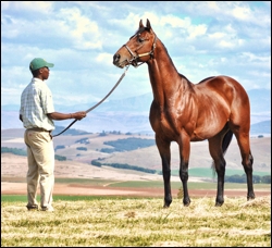 Mullins Bay, Summerhill Stud. Image: Greig Muir