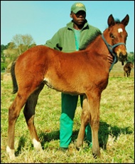 Brave Tin Soldier x Mumtazah/Galileo