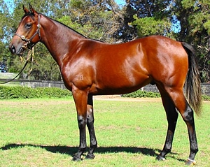 My King Oath, Al Miqdaam's 6-time winning brother.