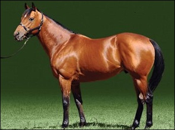 Newton(IRE)