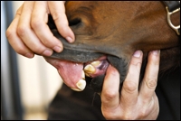Parrot Mouth. Image: Bosch Hoek Equine Hospital