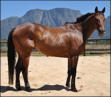 Harry in Quarantine in Cape Town