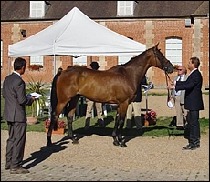 Heartbreak Hill being presented for inspection