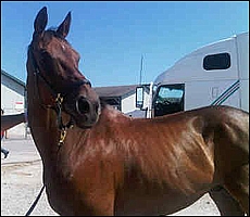 Harry at the World Equestrian Games, Kentucky.