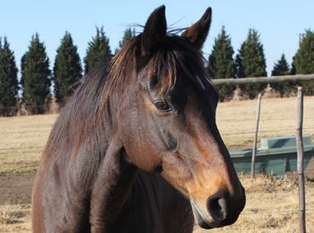 The diminutive Pelican Brief in 2011 at Spring Valley Stud, the dam of Dunford, Grisham and King Of Torts. Image: Candiese Marnewick