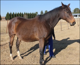 Pelican Brief - Spring Valley Stud