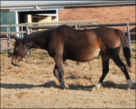 Pelican Brief - Spring Valley Stud