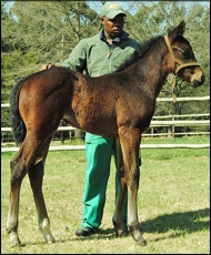 Brave Tin Soldier x Personify/Personal Hope