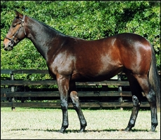 Piper Arrow, colt by A.P. Arrow who sold for R220 000 at the 2012 Emperors Palace National Yearling Sale. Image: Summerhill Stud