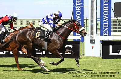 Putney Flyer flying to the finish in the Kenilworth Listed. Image: Equine Edge