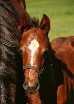 Ramp Model's A.P. Answer filly. Image: Ian Todd