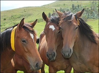 Weanlings at Rathmor
