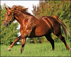 Ravishing - Summerhill Stud