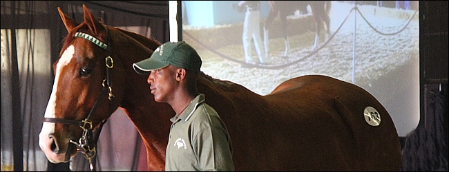 Spring Valley Stud had a successful sale. This stunning King Of Kings colt out of Andaman Pearl by Secret Prospector sold for R120 000 to the Tawny Syndicate. Image: Candiese Marnewick
