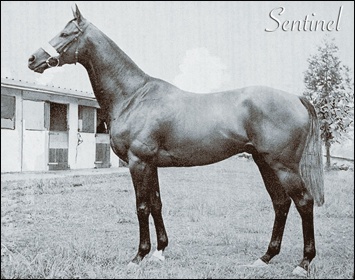 Sentinel. Image: Summerhill Stud