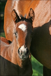 Refined Gold's colt by Silvano. Image: Ian Todd