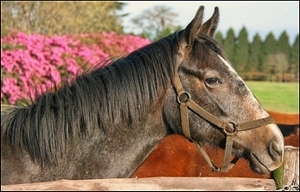 Tsunami's yearling filly, Backworth Stud. Image: Ian Todd