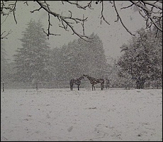 Snow at The Meadows, Nottingham Road. Image: Kerry Jack